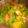 生鞍弥太郎's cooksnap of when they made 緑黄色野菜とカッテージチーズのサラダ.