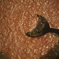 かなペイ's cooksnap of when they made 野菜たっぷりキーマカレー.