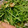 yamame6jp's cooksnap of when they made もやしと豆苗のニンニク炒め.