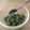 hazelnats's cooksnap of when they made お家で簡単♡しその実＆大葉の合わせ味噌.