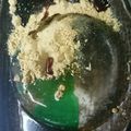 mamaume's cooksnap of when they made 水信玄餅 : 天使の涙.