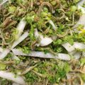 るんマリ's cooksnap of when they made 大根葉とジャコのサラダ.