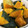 yakko616's cooksnap of when they made ルクエでかぼちゃの煮物.