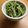 EGUDON's cooksnap of when they made サッと1品＊豆苗の中華風前菜.