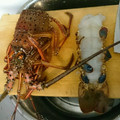 クックるん☆戦隊's cooksnap of when they made 伊勢海老のさばき方.