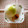 pitachan1's cooksnap of when they made 時短！玉ねぎの皮を早く剥く方法.