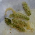 さっちゃん１号's cooksnap of when they made 穂じその天ぷらは初秋の味です♡.