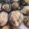 ☆sweets☆'s cooksnap of when they made 魚河岸直伝！簡単！アサリの砂抜き☆.