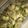 もりのりころ's cooksnap of when they made ごぼうと水菜の卵とじ.