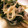 chulita5's cooksnap of when they made ｢鱈と野菜蒸し｣.