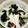 Oltan's cooksnap of when they made タコと山芋の酢の物.