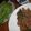 urmine-imurs's cooksnap of when they made 中華風・豚肉の千切り炒め、レタス包み.