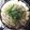 クック9KKDE0☆'s cooksnap of when they made 水なし！たっぷりキャベツと豚肉のお鍋.