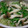 conn's cooksnap of when they made 白だしに漬けるだけ！簡単煮浸し(^0^）.