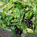 キノコモミ's cooksnap of when they made なすとこんにゃくの煮びたし.