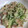 ma710ma's cooksnap of when they made 大根きゅうりのツナマヨ和え.