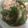 mmnnmn76's cooksnap of when they made おろしポン酢でさっぱり豚しゃぶ☆.
