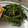 クックPCKCO5☆'s cooksnap of when they made 簡単♪ゴマたっぷりホウレン草のゴマ和え★.