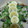 クック355X8H☆'s cooksnap of when they made 秋刀魚ときのこの土鍋炊込みご飯わたごと.