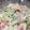 クック75ES09☆'s cooksnap of when they made TOP10入 セロリのマスタード入サラダ.