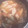 黒がえる's cooksnap of when they made あっさり！手羽先と昆布のウメ煮.