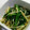 フランボワーズ415's cooksnap of when they made ほうれん草ともやしとオイスターソース炒め.