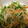 ピンキーsaya's cooksnap of when they made もやしと豆苗としらすの和風炒め.