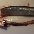 きらり流れ星's cooksnap of when they made 脂ノリがいい新鮮なサンマの見分け方☆.