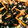 akippe11's cooksnap of when they made 簡単！ひじきの煮物.