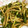 MOYOSキッチン's cooksnap of when they made 秋の旬野菜 マコモタケとピーマンの炒め.