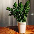 kaokaofood's cooksnap of when they made シャキッと♪＊大根葉の一時保存＊.