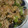 ちゃかのーや's cooksnap of when they made 福耳からしとナスの胡麻油炒め.