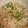 しょこたん７３０'s cooksnap of when they made 白滝の炒め物.