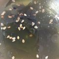 しいなん♪'s cooksnap of when they made あっという間！簡単～わかめスープ☆.