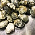 renopiko's cooksnap of when they made 魚河岸直伝！簡単！アサリの砂抜き☆.