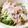かすてら１２'s cooksnap of when they made 水菜とベーコンのサラダ.