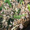 プチプチみかん's cooksnap of when they made 豚そぼろ.