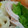 めかにか's cooksnap of when they made 生ハムとアボカドの生春巻き.