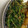 〈＊HATO＊〉's cooksnap of when they made 豆苗の胡麻和え 簡単！.