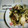 えまっちママ's cooksnap of when they made ゴーヤの焼き肉のタレ炒め！.