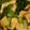 クックANK4OY☆'s cooksnap of when they made 小松菜の煮びたし（レンジで）.