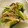 クック3XNCQ0☆'s cooksnap of when they made 小松菜としめじの辛子和え.