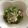 みか721's cooksnap of when they made 春菊とツナマヨ.