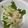 びびなかじん's cooksnap of when they made 葉がおいしい！セロリのサラダ.