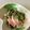 たか子バニラ's cooksnap of when they made 簡単 ＊ きゅうりの酢の物.