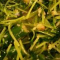 kyon034's cooksnap of when they made 豆苗とアスパラガスのチーズ炒め.
