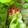 chako106HM's cooksnap of when they made ハロウィンに！ ポークビッツでホラー指.