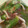 elfschritt's cooksnap of when they made おくらとしめじの煮びたし.