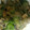 のこれ's cooksnap of when they made サバ味噌煮缶ときゅうり、レタスの炒めもの.