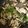 クックTMZIXD☆'s cooksnap of when they made 豚バラとこんにゃくのこってり煮.